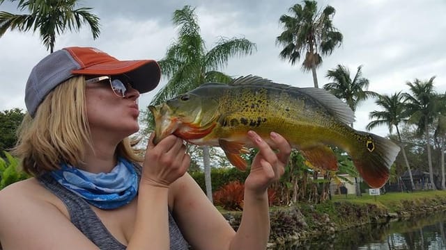 Peacock Bass Fishing 